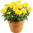 Chrysantheme für 1,49 € bei Hellweg im Angebot Chrysantheme im aktuellen Hellweg Prospekt