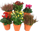 Herbstmix im Terracottatopf im Angebot bei EDEKA in Neumünster Herbstmix im Terracottatopf Angebote bei EDEKA Neumünster für 5,99 €