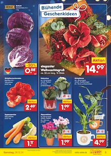 Blumen im Netto Marken-Discount Prospekt "Aktuelle Angebote" mit 50 Seiten (Bremerhaven)