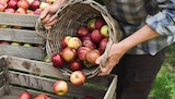 Rote Tafeläpfel bei nahkauf im Steinwiesen Prospekt für 1,79 €