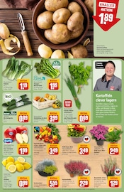 Dekoration im REWE Prospekt in Wetzlar Aktueller REWE Prospekt mit Dekoration, "Dein Markt", Seite 15