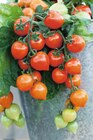 Plants de tomates en promo chez Carrefour Orléans à 3,75 €