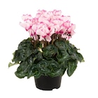 Mini cyclamen "Victoria" ECLOZ - ECLOZ dans le catalogue Jardiland