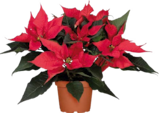 Weihnachtsstern (Poinsettia „X-Mas Universe“) bei Globus-Baumarkt im Prospekt "" für 3,99 €