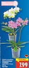 Schmetterlings-Orchideen von EDEKA Heimatliebe für 7,99 € bei E center im Angebot Schmetterlings-Orchideen von EDEKA Heimatliebe im aktuellen E center Prospekt