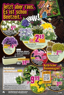 Blumen im Hornbach Prospekt "Endlich Frühling" mit 29 Seiten (Würzburg)