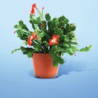 Epiphyllum pot - Netto à Toulon Epiphyllum pot en promo chez Netto Toulon à 4,99 €