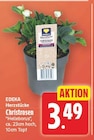 Christrosen von EDEKA Herzstücke für 3,49 € bei E center im Angebot Christrosen von EDEKA Herzstücke im aktuellen E center Prospekt