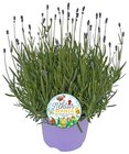 REWE Ehrenkirchen - Lavendel Angebot im Prospekt Lavendel bei REWE im Ehrenkirchen Prospekt für 5,79 €