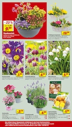 Blumenzwiebeln Angebot im aktuellen toom Baumarkt Prospekt auf Seite 8