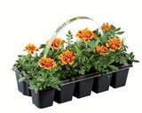 Beetpflanzen bei Lidl im Prospekt "" für 1,99 €