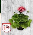 Aktuelles Stehend Angebot bei GLOBUS in Wiesbaden ab 1,99 €