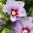 Aktuelle Hibiskus Angebote bei Hagebaumarkt in Essen Aktuelles Gartenhibiskus Angebot bei Hagebaumarkt in Essen ab 14,99 €
