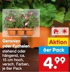 Aktuelle Geranien Angebote bei Netto Marken-Discount in Duisburg Aktuelles Geranien oder Fuchsien Angebot bei Netto Marken-Discount in Duisburg ab 4,99 €