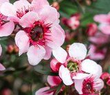 Leptospermum en promo chez Truffaut Nantes à 13,49 €