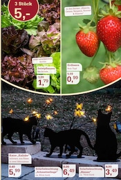 Aktueller Garten-Center Nordharz GmbH & Co. KG Prospekt mit Obst, "Frühling pflanzen. Ostern genießen.", Seite 5