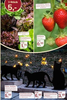 Erdbeeren im Garten-Center Nordharz GmbH & Co. KG Prospekt "Frühling pflanzen. Ostern genießen." mit 16 Seiten (Braunschweig)