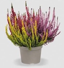Bauzentrum Reinholdshain Dippoldiswalde - Heidekraut Calluna Trio Angebot im Prospekt Heidekraut Calluna Trio bei Bauzentrum Reinholdshain im Dippoldiswalde Prospekt für 2,49 €