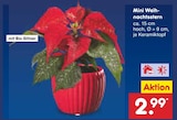 Mini Weihnachtsstern im Netto Marken-Discount Prospekt Mini Weihnachtsstern im aktuellen Netto Marken-Discount Prospekt für 2,99 €