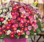 Trio-Margeriten-Busch von Kölle im aktuellen Pflanzen Kölle Prospekt