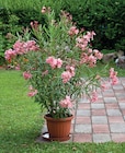 Laurier Rose Pot 14 cm - Intermarché Hyper à Amiens Laurier Rose Pot 14 cm en promo chez Intermarché Hyper Amiens à 7,99 €