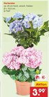 Hortensien im Angebot bei Netto Marken-Discount in Bielefeld Hortensien Angebote bei Netto Marken-Discount Bielefeld für 3,99 €