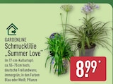 Schmucklilie 'Summer Love' von Gardenline im aktuellen ALDI Nord Prospekt