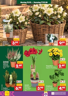 Blumen im aktuellen Netto Marken-Discount Prospekt (Hamburg) Blumen im Netto Marken-Discount Prospekt "Aktuelle Angebote" mit 71 Seiten (Hamburg)