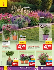 Bonsai im Netto Marken-Discount Prospekt in Berlin Aktueller Netto Marken-Discount Prospekt mit Bonsai, "Aktuelle Angebote", Seite 40