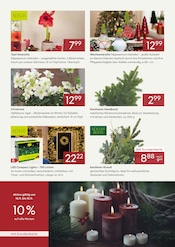 Weihnachtsbaum im Pflanzen Kölle Prospekt in Wandlitz Aktueller Pflanzen Kölle Prospekt mit Weihnachtsbaum, "UNSERE DAUERPREISE IM NOVEMBER", Seite 2