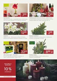 Weihnachtsbaum im Pflanzen Kölle Prospekt "UNSERE DAUERPREISE IM NOVEMBER" mit 2 Seiten (Erlangen)