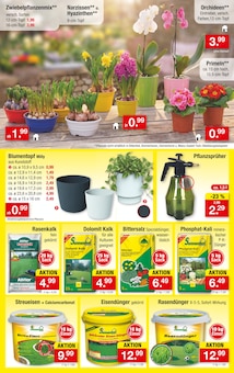 Blumentopf im Zimmermann Prospekt "Aktuelle Angebote" mit 10 Seiten (Hildesheim)