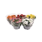 Coupe de kalanchoe en promo chez Carrefour Avignon à 6,99 €