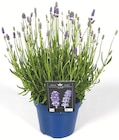 Gartenlavendel Angebote von Lavendula bei Zimmermann Hannover für 1,99 €