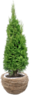 Thomas Philipps Wetzlar - Lebensbaum Thuja Brabant Angebot im Prospekt Lebensbaum Thuja Brabant bei Thomas Philipps im Wetzlar Prospekt für 4,44 €