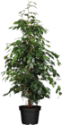 Birkenfeige (Ficus Benjamini) im Angebot bei Globus-Baumarkt in Hemer Birkenfeige (Ficus Benjamini) Angebote bei Globus-Baumarkt Hemer für 19,99 €