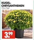 KUGEL-CHRYSANTHEMEN im Angebot bei Wreesmann in Cottbus KUGEL-CHRYSANTHEMEN Angebote bei Wreesmann Cottbus für 3,99 €