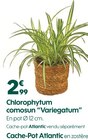 Chlorophytum comosun "Variegatum" en promo chez Truffaut Saint-Maur-des-Fossés à 2,99 €