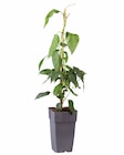 Plants de kiwi - Lidl à Limoges Plants de kiwi en promo chez Lidl Limoges à 5,99 €