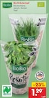 Bio Kräutertopf von BioBio für 1,29 € bei Netto Marken-Discount im Angebot Bio Kräutertopf von BioBio im aktuellen Netto Marken-Discount Prospekt