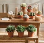 Cactus ou succulente pot 14 cm en promo chez Intermarché Hyper Antibes à 9,99 €