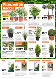 OBI Kirschlorbeer im Prospekt 