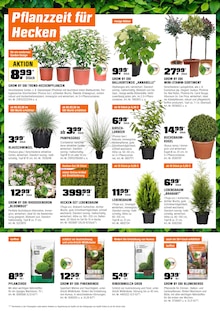 Blumen im OBI Prospekt "BIBERSTARKE ANGEBOTE" mit 22 Seiten (Hamburg)