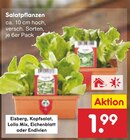 Salatpflanzen Angebote bei Netto Marken-Discount Frankfurt für 1,99 €