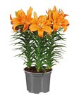 Lilien-Sortiment Tiny  im aktuellen Lidl Prospekt für 3,99 €