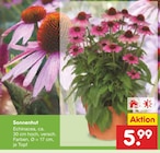 Sonnenhut Angebote bei Netto Marken-Discount Bottrop für 5,99 €