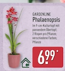 Phalaenopsis von Gardenline im aktuellen ALDI Nord Prospekt für 6,99 €