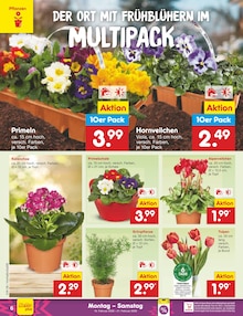 Zimmerpflanzen im aktuellen Netto Marken-Discount Prospekt (Essen) Zimmerpflanzen im Netto Marken-Discount Prospekt "Aktuelle Angebote" mit 54 Seiten (Essen)