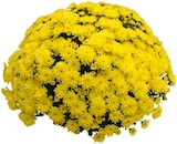 Aktuelles Chrysanthemen Busch Mono Angebot bei REWE in Hamburg ab 3,49 €