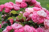 Rosier buisson fleuri ECLOZ - ECLOZ en promo chez Jardiland Rosier buisson fleuri ECLOZ - ECLOZ dans le catalogue Jardiland